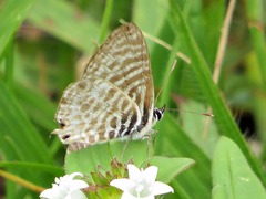 Leptotes pirithous
