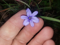 Aristea ecklonii