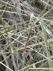 Bistanta mexicana