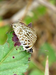 Leptotes pirithous
