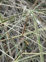 Bistanta mexicana
