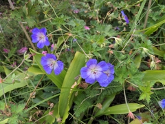 Geranium pratense