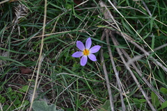 Crocus thomasii