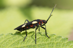 Oncopeltus varicolor varicolor