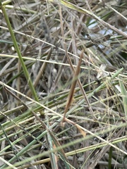 Bistanta mexicana