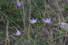 Crocus thomasii