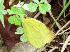 Eurema desjardinsii