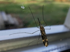 Anopheles punctipennis