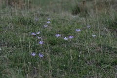 Crocus thomasii