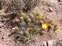 Cumulopuntia boliviana