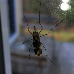 Anopheles punctipennis