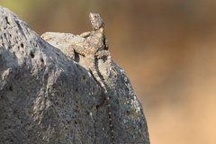Laudakia vulgaris