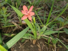 Freesia laxa laxa