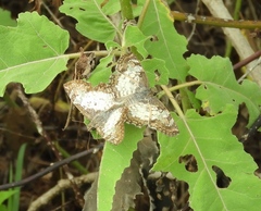 Antigonus emorsa