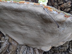 Rigidoporus ulmarius