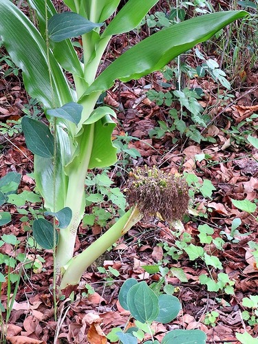 Scadoxus image