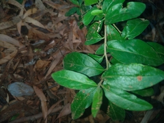 Mystroxylon aethiopicum