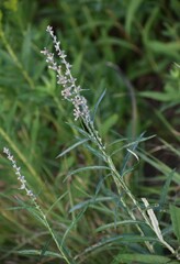Pterocaulon virgatum