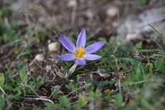 Crocus thomasii