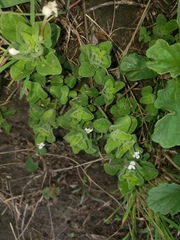 Dyschoriste setigera