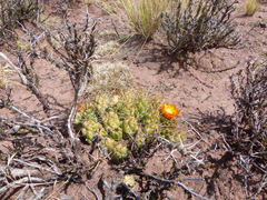 Cumulopuntia boliviana