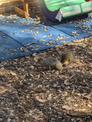 Sciurus niger