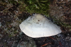 Trametes suaveolens