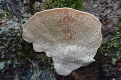 Trametes suaveolens