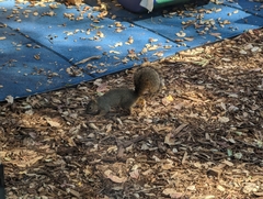 Sciurus niger