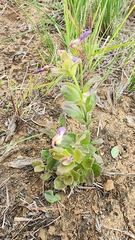 Rotheca hirsuta