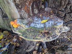 Rigidoporus ulmarius