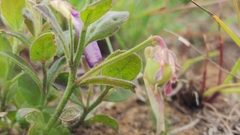 Rotheca hirsuta