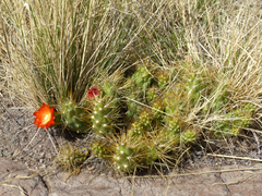 Cumulopuntia boliviana