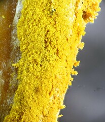 Hypomyces microspermus