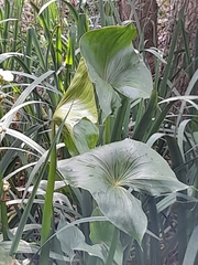 Sagittaria montevidensis