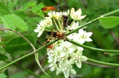 Oncopeltus guttaloides