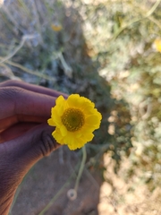 Baileya pleniradiata