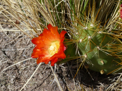 Cumulopuntia boliviana