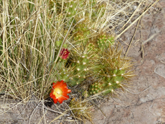Cumulopuntia boliviana