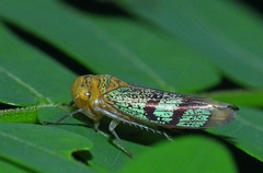 Amblyscarta invenusta