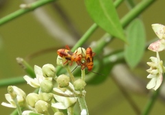 Oncopeltus guttaloides