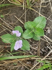 Ruellia cordata