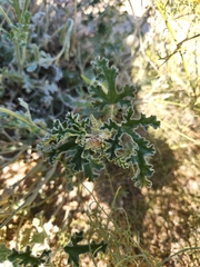 Baileya pleniradiata