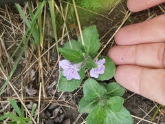 Ruellia cordata