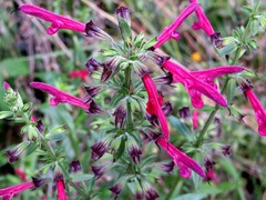 Salvia pentstemonoides