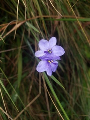 Aristea ecklonii