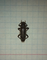 Trichoferus campestris