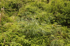 Cyperus textilis