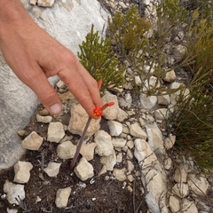 Cyrtanthus angustifolius