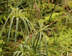 Cyperus textilis
